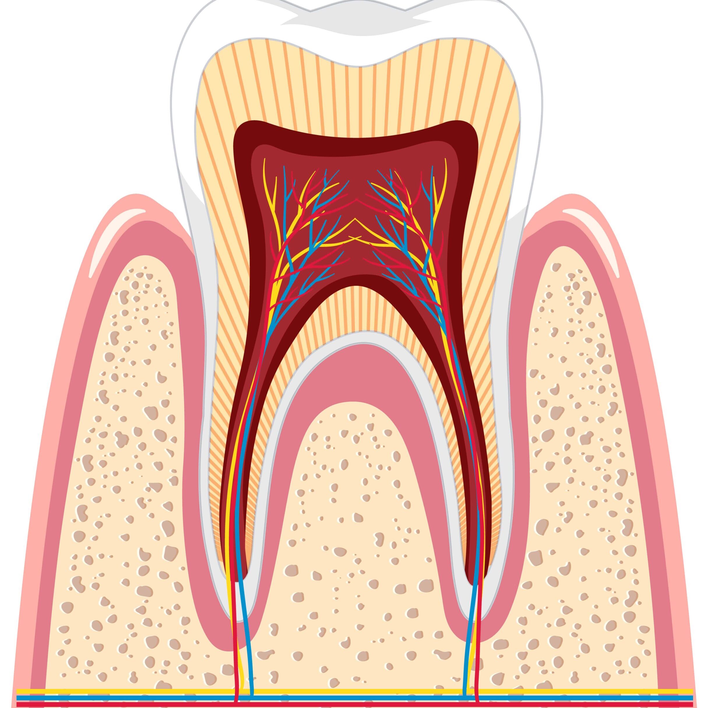 Cross Section Of Root Canal